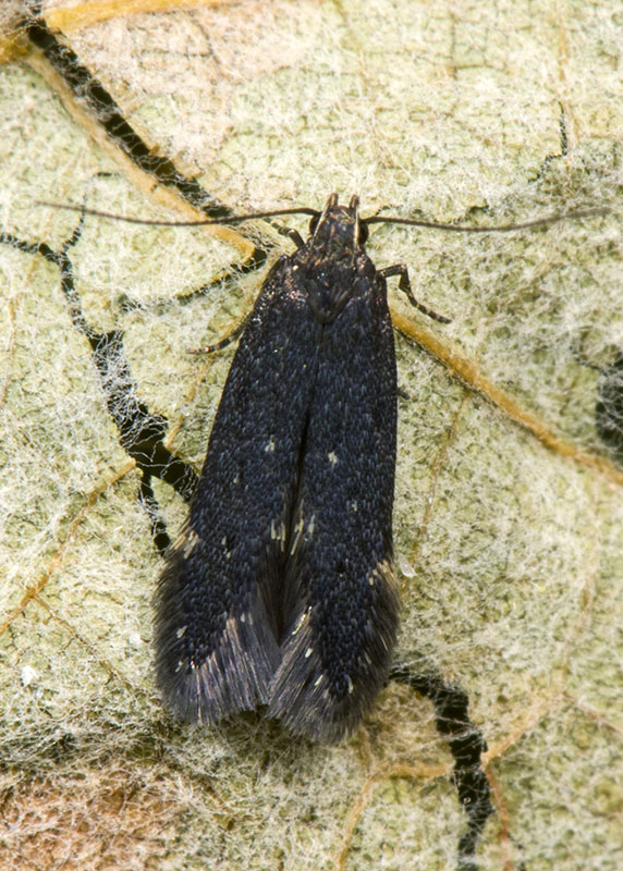 Gelechiidae: Aproerema anthyllidella